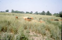 Cows in grassy field