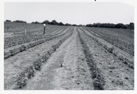 1970's Man stands in bean field