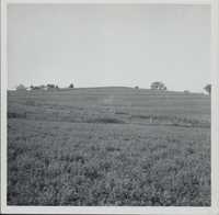 Parallel terraces and waterway construction on the Minor farm.
