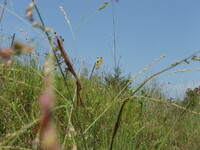 2007 Praying mantis on switchgrass