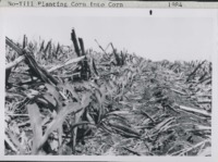 No-till planting corn into corn.