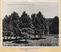Windbreaks.