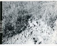 Coal mine spoil material, 1966