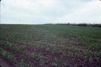 Residue contoured crops on the farm of Fred Conley.