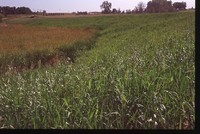 Wetland on the Sawyer Farm.