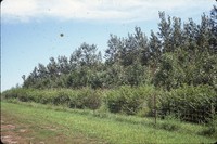 Windbreak on Tom Hueser's farm.