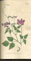 Purple Dolichos, Autralian Tea