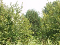 2007 Jack Strawhacker photos of field windbreak