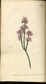 Elm-leaved Grewia