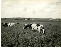 Herd of Cattle Grazing in a Field