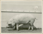 Experiment 326, representative pig #6B, 1930