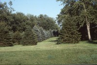 Windbreak on John Coburn's farm.