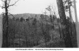 Hill showing Carboniferous, Mena, Ark., late 1890s or early 1900s