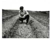 Man Inspecting Crops 