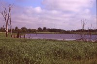 Wetland on the Wyatt Farm.