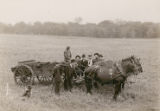 Three-horse hitch, 1906