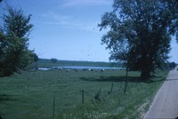 Pasture with pond and cattle.