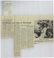 1971 - Grafting Nut Tree is Finished