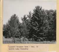 Windbreak on Leonard Bergman's Farm.