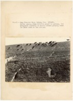 1936 - Cattle graze on steep hillside gashed by gullies