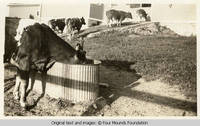 Cows at Four Mounds barn