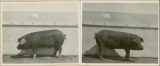 Experiment  326, representative pig #17B, 1930