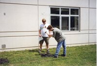 1999 John Allen and Dennis Carter drive stakes into the ground for tree planting
