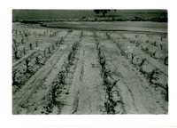Smith Farm, 1958