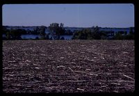 No Till Crops on Jared Herbert's Farm.