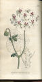 Prickly-stalked Geranium,Cactus Geranium, Sweetheart Geranium