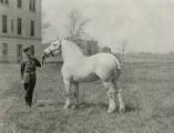 Jalap, prize-winning Percheron stallion, 1919