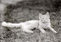 Jane Hodge cats
