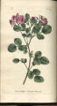 Round-leaved Rest-harrow,Rest Harrow