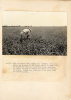 1934 - 1938 Multi-State Photograph Collection  