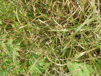 2007 Jack Strawhacker photos of grasses