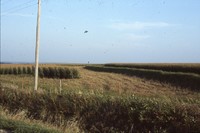Contoured, narrow based terraces on the Corwin Crary farm.