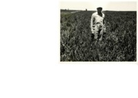 Henry Ortgies in a Pasture 