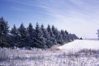 Henricksen windbreak