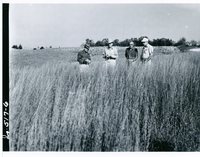 Little Bluestem on Richard Johnson's land, 1963