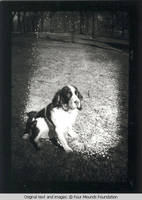 Spaniel dog Bobby