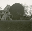Lambda Chi Alpha Homecoming lawn display, 1951