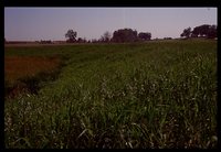 Wetland on the Sawyer Farm.