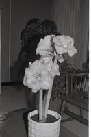 Flowers in a Pot