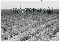 1978 No-till tours