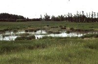 Wetland Restoration Project.
