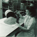 Pharmacy student pouring pills into bottle, The University of Iowa, 1940s