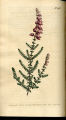Ciliated Heath, Dorset Heath, Heath, Heather