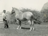 Roxie, Belgian draft horse filly, 1931