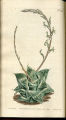 Cushion Aloe