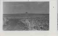 Dirt Road in Middle of field wih corn crop